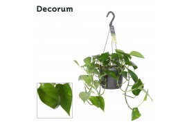 Epipremnum pinnatum decorum hp