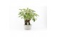 Philodendron xanadu op stam in smooth concrete 
