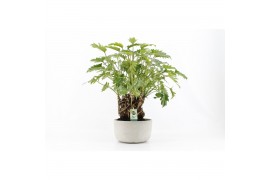 Philodendron xanadu op stam in smooth concrete