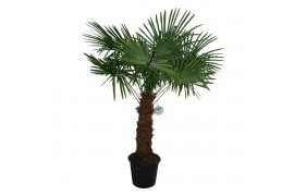 Trachycarpus fortunei eagle palm