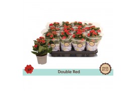 Kalanchoe bloss. rubio red double red