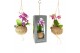 Phalaenopsis mini Kokodama Gift Package Orchid 2 tak 