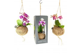 Phalaenopsis mini Kokodama Gift Package Orchid 2 tak