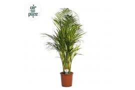 Dypsis lutescens air so pure