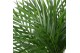 Dypsis lutescens air so pure 