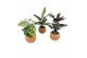 Calathea Kokodama 15 cm Calathea mix (No string) 
