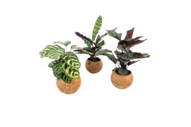 Calathea Kokodama 15 cm Calathea mix (No string)