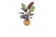 Calathea Kokodama 15 cm Calathea mix (No string) 
