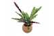 Calathea Kokodama 15 cm Calathea mix (No string) 