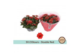 Kalanchoe rosalina rood in sv.colours hoes