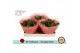 Kalanchoe rosalina rood in sv.colours hoes 