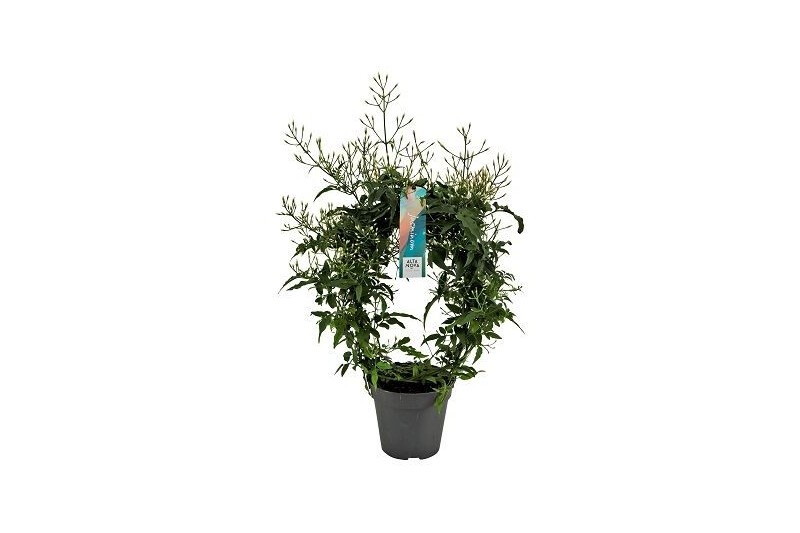 Jasminum polyanthum boog 300 knop 
