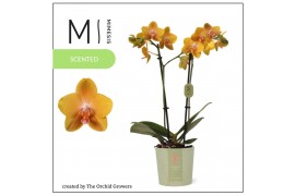 Phalaenopsis multiflora geel Mimesis Phal. Scented Sentido - 2 spike 1