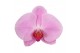 Phalaenopsis crown pink naomi 3 tak cascade mimesis 