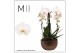 Arrangementen orchidee Mimesis Phal. Crown White - 3 spike 26cm in Sas 