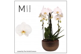 Arrangementen orchidee Mimesis Phal. Crown White - 3 spike 26cm in Sas