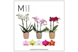 Phalaenopsis multiflora mix 2 tak in Mimesis ceramic mimesis