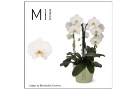 Phalaenopsis anthura tokyo 3 tak crown white mimesis