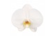 Phalaenopsis anthura tokyo 3 tak crown white mimesis 