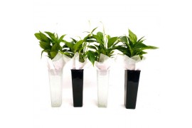Arrangement spathiphyllum cupido 1214-wps Glas + gel - Zwart & wit
