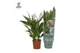 Spathiphyllum silver cupido air so pure