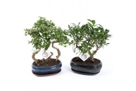 Bonsai forest mix in ceramic with saucer