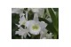 Dendrobium nobile spring dream star class apollon 3 tak classic in cyn 