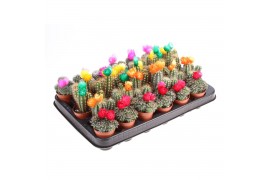 Cactus versierd strobloem mix