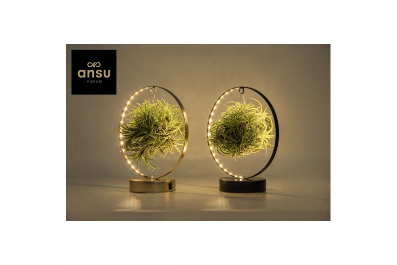 Tillandsia led edition 0875 