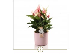 Anthurium lilli Bari Keramiek Pink - Lilli 12cm