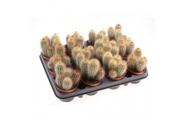 Pilosocereus chrysostele Cactus pilosocereus chrysostele