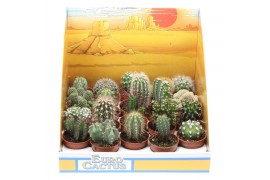 Cactus mix in showdoos