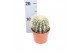 Echinocactus grusonii ca10016 