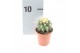 Echinocactus grusonii ca5016 