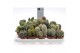 Cactus mix ca6002 