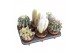 Cactus mix ca12002 