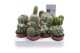 Cactus mix ca6001 