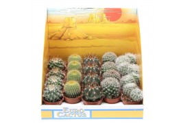 Cactus bol mix  pv5002