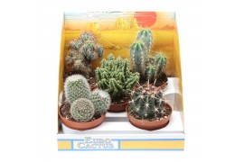 Cactus mix pv10001