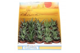Aloe mix pv5017