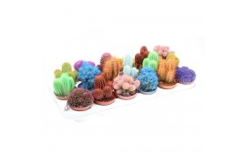 Cactus rainbow mix rc8004