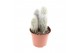 Cleistocactus straussi Cactus cleistocactus strausii 
