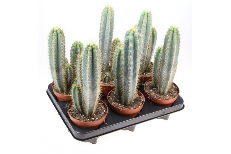 Cactus Pilosocereus azureus 
