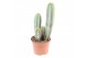 Cactus Pilosocereus azureus 