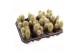 Cactus Cactus vatricania guentheri 