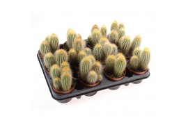 Cactus Cactus vatricania guentheri
