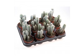 Cactus Cactus pilosocereus glaucescens