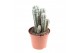 Cactus Cactus pilosocereus glaucescens 