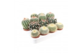 Cactus mix