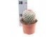 Mammillaria bombycina Cactus mammillaria bombycina 
